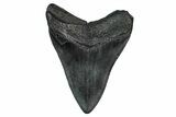 Fossil Megalodon Tooth - South Carolina #345787-2